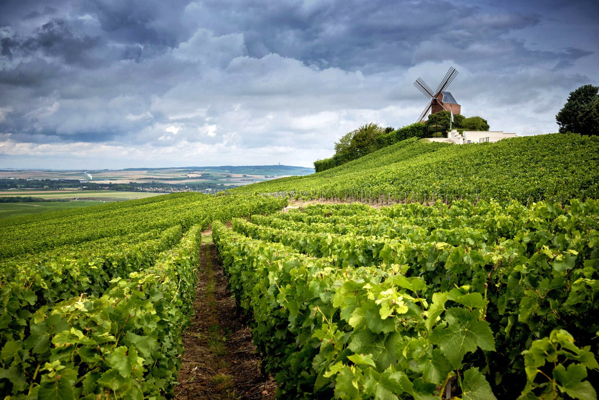 Viñedo Grand Cru de Verzenay con su molino, en la Montagne de Reims